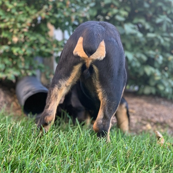 LIKE FOR LIVE 
TAG AND SHARE!! 
🫶🏻💚❤️🐾⚕️🇺🇸🧠🦴🩻 - Picture 11 of 16